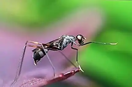 1Go скачать 7ef492